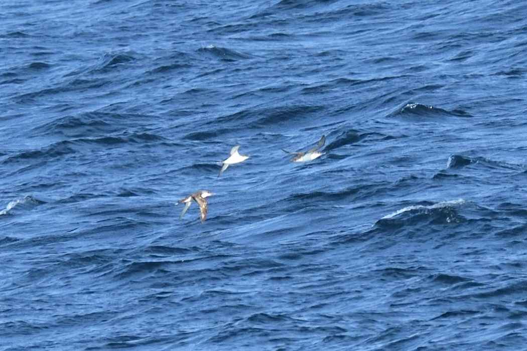 Yelkouan Shearwater